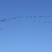 Vogelzug - Wildgänse fliegen nach Süden