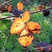 Herbstimpressionen 3 (Zartes Laub vom Brombeer mit ohne Eiszuckergarnitur)