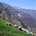 12 Pecore a Corte Buè.