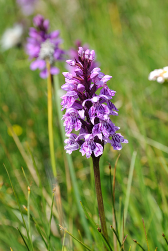 wunderschöne Orchidee. Wer kann mir bei der Bestimmung helfen?