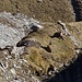 Am Südgrat von Piz Mirutta haben sich diese zwei junge Steinböcke ein tolles Plätzchen ausgesucht.