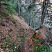 Départ du sentier (vers 1600m) menant au Grenier d'Einzon. Je le tenterai une autre fois car le franchissement des ravines risque d'être compliqué avec le givre.