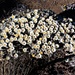 Die Strohblumenart Helichrysum meyeri-johannis ist einer der Blütenpflanzen welche bis über 4200m Höhe in der wüstenartigen Landschaft wächst. 