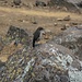 Der Gebirgsvogel Almenschmätzer (Cercomela sordida) lebt am Kilimanjaro in der Moor-, Gras- und Heidekrautlandschaft meist oberhalb 3400m.