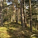 Weiter unten lockert der Wald auf.