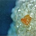 svanbergite, passo venett, foto 3,5mm , primo e unico ritrovamento in Ticino.<br />Trovato 30 anni fa e analizzato solo recentemente.