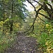 Der Weg leitet durch artenreichen Mischwald.