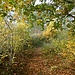 Durch Wald erreicht man das Plateau des Arzbergs.