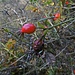 Herbstliche Hagebutten am Arzberg.