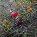 Herbstliche Hagebutten am Arzberg.