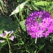 aparte Frühlingsblumen ...