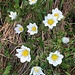 Alpenblumenpracht
