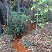 Stollenrösche eines Entwässerungsstollens des Kohlerevieres mit Limonitausfällung