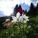 ... und Anemonen im Gegenlicht