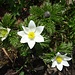 ... Alpenblumen 2 ...