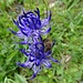... und Alpenblumen 5 ...