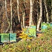 Die Bienen sind noch fleissig