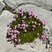 Blumenpolster in der sonst kargen Felswelt gefallen stets aufs Neue