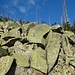 teilweise riesige Steinblöcke aus Granit