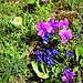 Viola calcarata L.<br />Violaceae<br /><br />Viola con sperone<br />Pensée éperonnée <br />Langsporniges Stiefmütterchen 