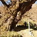 Riesenkastanie mit 7.3m Stammumfang in Djula