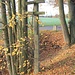 Haltepunkt Birkenhain-Limbach, Schilderpfahl