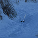ein Schneehuhn beim "Durchstarten.."