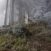 Aufstieg von Brunnenmad im Nebelwald