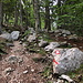 Unterwegs zwischen Valvasorjev dom pod Stolom und Žirovniška planina - Der Weg von der Hütte zur Alm führt hauptsächlich durch Wald. Rechts ist auch die Knafelčeva markacija (Knafelc-Markierung) zu erkennen, die uns heute (wo so oft in Ex-Jugoslawien) begleitet.