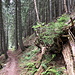 Im Abstieg vom Stol (Zabreška pot) - Hier geht's auf schmalem, relativ angenehmem Pfad durch den Wald.