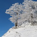 Vom Chrüzegg bis zum Schnebelhorn geht es mehrfach rauf und runter