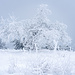 Die gefrosteten Äste der Bäume leuchten weiß vor den blaugrauen Nebelwolken und die Kamera hat gut zu tun.
