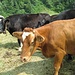 Le mucche che producono il latte da cui si ricava l’ottimo taleggio della Valsassina (mentre siamo passati era in corso la mungitura).