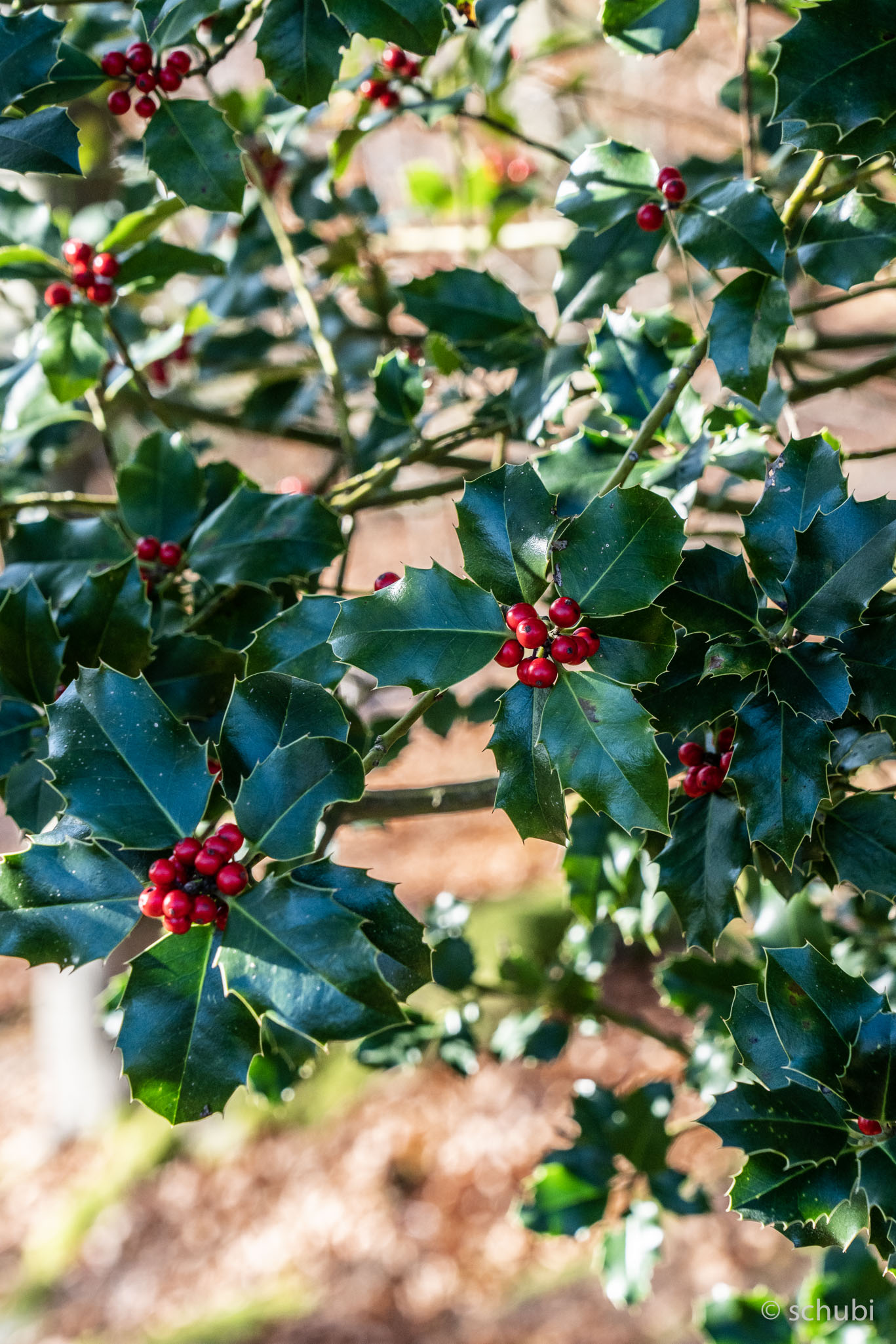 Immer wieder ein Hingucker: der Ilex mit seinem schönen... [hikr.org]