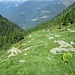 Angelo nelle praterie alpine sopra l’Alp de Comun; qui il sentiero non è di facile individuazione.