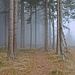 Im Nebel präsentiert sich der Wald besonders geheimnisvoll.