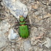 Auch mal nach unten geguckt: "Ein simpler Käfer" in seiner kleinen riesigen Welt unterwegs.  :-)<br />Es handelt sich um einen Feld-Sandlaufkäfer ( Cicindela campestris ).