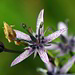 Blauer Sumpfstern oder Moorenzian (Swertia perennis); der Name beinhaltet seinen bevorzugten Standort