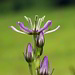 Blauer Sumpfstern oder Moorenzian (Swertia perennis);