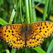 Großer Perlmuttfalter (Mesoacidalia aglaja)