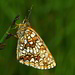 Die farbenprächtige Unterseite des Baldrian-Scheckenfalters (Melitaea diamina)
