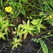 Eine andere insktenfangende Moor-Pflanze: Das gemeine Fettkraut (Pinguicula vulgaris) 