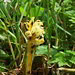 fast schon verblühte Sommerwurz, vermutlich die gelbe Sommerwurz (Orobanche lutea)