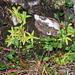 Am Windenpass wächst das höhere Lagen bevorzugende Alpenfettkraut (Pinguicula alpina)