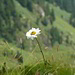 Blüte vor alpiner Kulisse