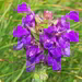 vermutlich die Große Brunelle (Prunella grandiflora ?)