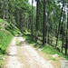 La strada militare (Linea Cadorna) che sale al Legnoncino, tra  estesi boschi di larici.