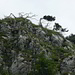 windzerzauste Latschenkiefern