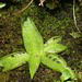 Fettkraut (vermutl. Pinguicula vulgaris) mit gefangenen und schon verdauten kleinen Fliegen