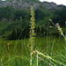 Großes Zweiblatt (Listera ovata) vor alpinem Hintergrund